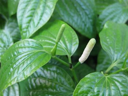 Mẹo nhỏ chữa đau nhức răng hiệu quả nhất - Ảnh 3 Mẹo nhỏ chữa đau nhức răng hiệu quả nhất - Ảnh 3