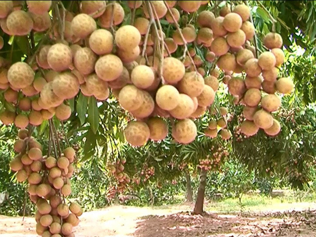 Tác dụng phụ đáng sợ nếu bạn cứ vô tư ăn nhiều nhãn - Ảnh 2