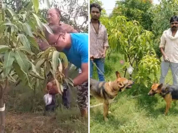 Thuê 4 người bảo vệ và nuôi 6 con chó để "trông" 7 quả xoài quý hiếm