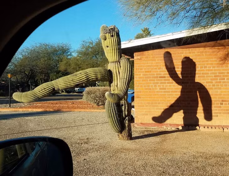 Cây xương rồng và cái bóng hiện thực của nó như đang nhảy múa.