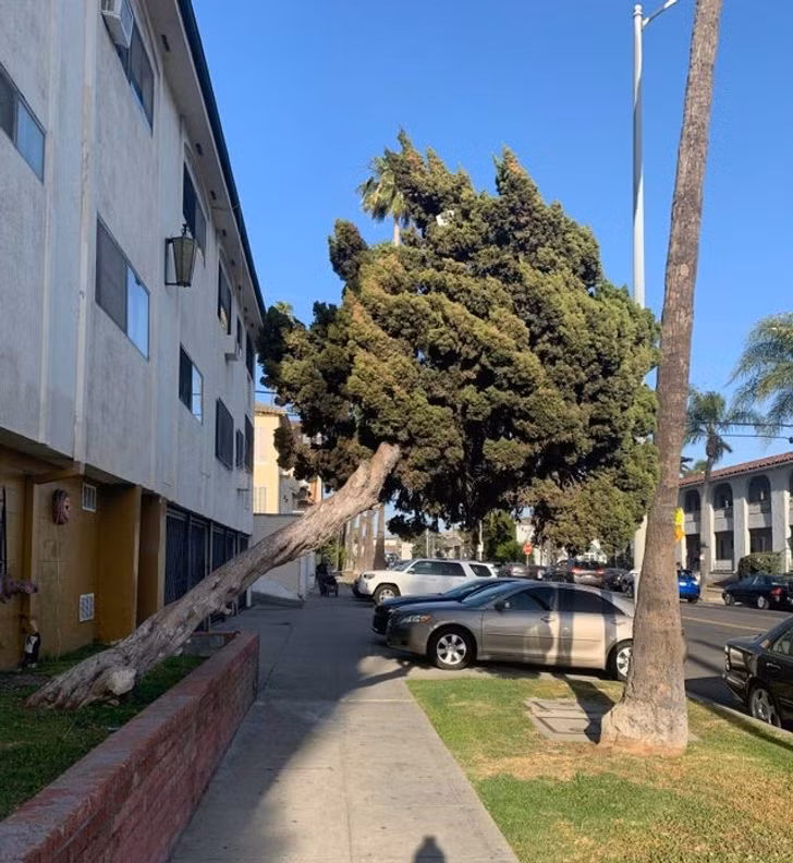 Cái cây này, nhìn như đang giả vờ muốn đổ xuống.