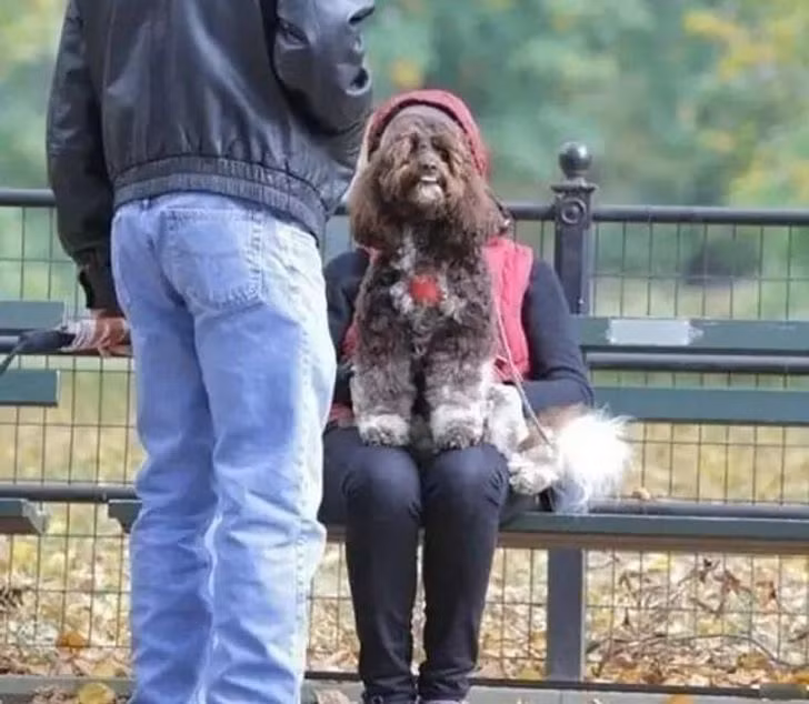 Nhìn qua bức ảnh này bạn có thể nhầm lẫn một người có khuôn mặt của một chú cún cưng.