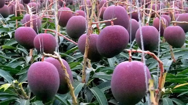 Giống xoài quý hiếm được cho là đắt nhất thế giới.