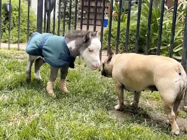 Chú ngựa bé nhỏ nhất thế giới chỉ nặng khoảng 8,6 kg.