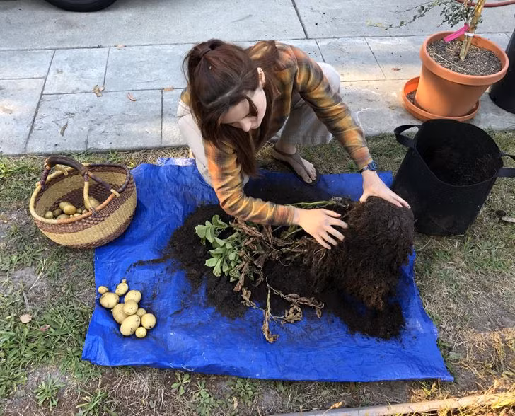 Lúc đầu, tôi nghĩ cô gái này đang vuốt ve một con chó cưng của mình, nhưng thực ra cô ấy đang thu hoạch khoai tây.