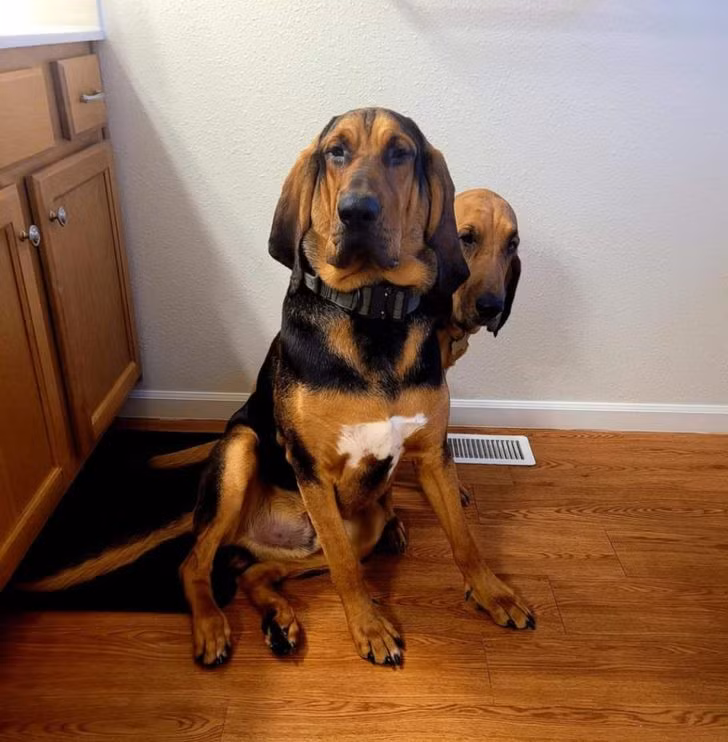 Chú chó này nhìn như thể có hai đầu.