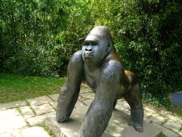 Bé trai đi chơi bị rơi vào chuồng khỉ đột và điều bất ngờ đã xảy ra ảnh 5 Bé trai đi chơi bị rơi vào chuồng khỉ đột và điều bất ngờ đã xảy ra ảnh 5