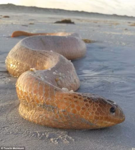 Ran bien beo phi mac can vat va let minh tren cat - Anh 1