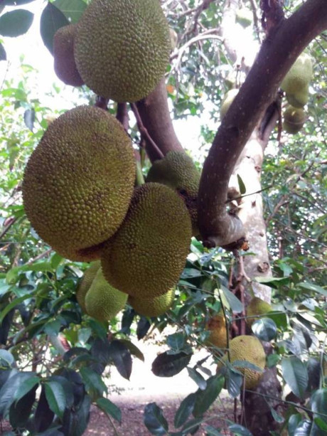 Nghệ sỹ Thanh Bạch an tâm với Nghe sy Thanh Bach an tam voi