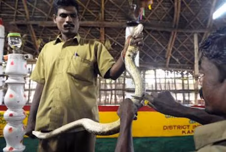 Bo lac kiem song nho bat ran doc o An Do - Anh 7