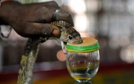 Bo lac kiem song nho bat ran doc o An Do - Anh 6