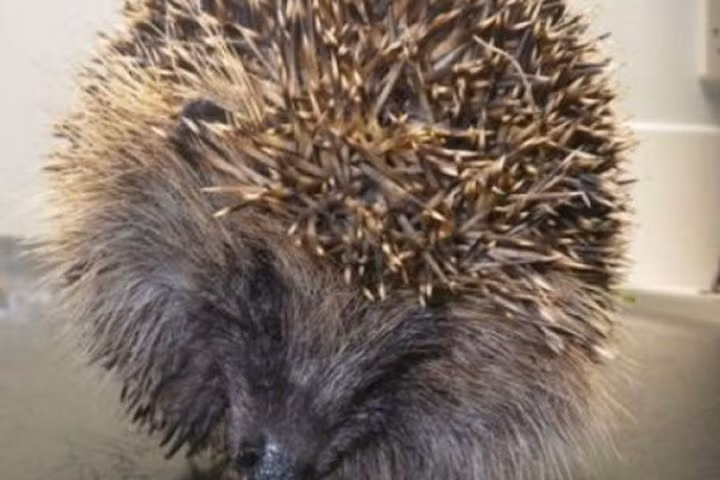 Anh: Hai anh em đi tù vì một con nhím