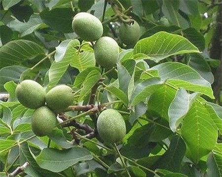 5 tác dụng kỳ diệu của quả óc chó - Ảnh 2 5 tac dung ky dieu cua qua oc cho - Anh 2