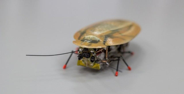 Gián robot ảnh 2 Gián robot ảnh 2