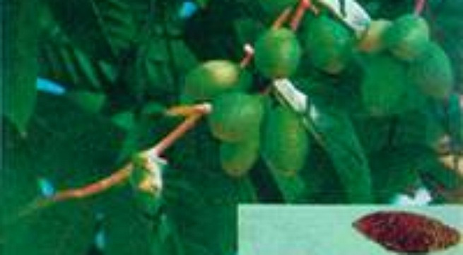 Trám trắng, vị thuốc giải độc