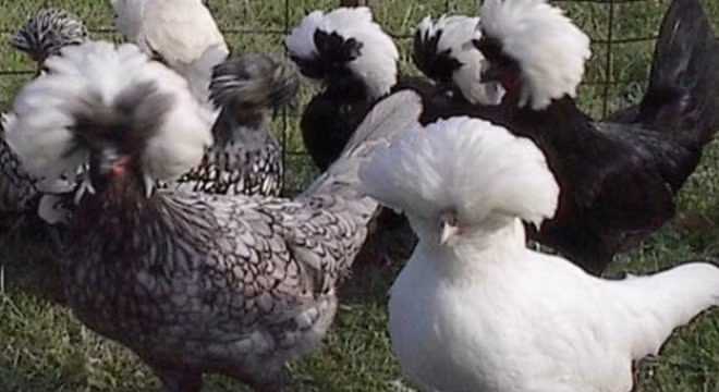 Tìm hiểu giống gà đẹp bậc nhất thế giới đang gây xôn xao Hà Nội