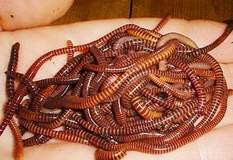 Giun đất - Vị thuốc hay