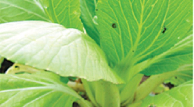 Dùng rau cải chữa bệnh thường gặp