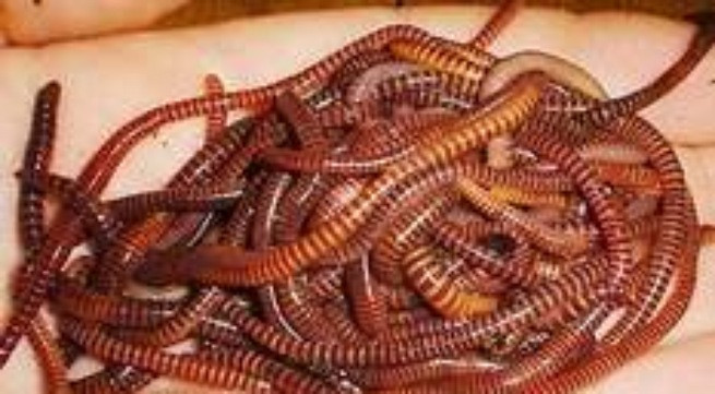 Giun đất - Vị thuốc hay