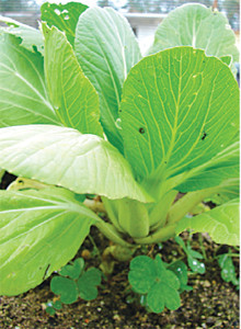 Dùng rau cải chữa bệnh thường gặp