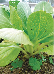 Dùng rau cải chữa bệnh thường gặp