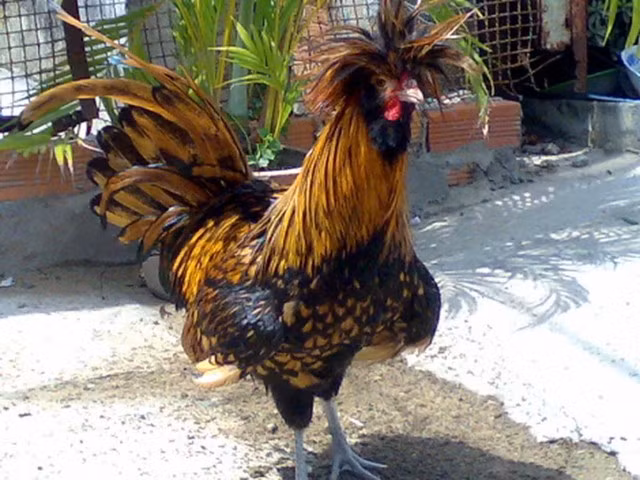 Tìm hiểu giống gà đẹp bậc nhất thế giới đang gây xôn xao Hà Nội ảnh 1