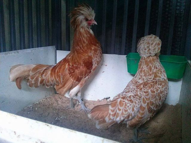 Tìm hiểu giống gà đẹp bậc nhất thế giới đang gây xôn xao Hà Nội ảnh 3 Tìm hiểu giống gà đẹp bậc nhất thế giới đang gây xôn xao Hà Nội ảnh 3