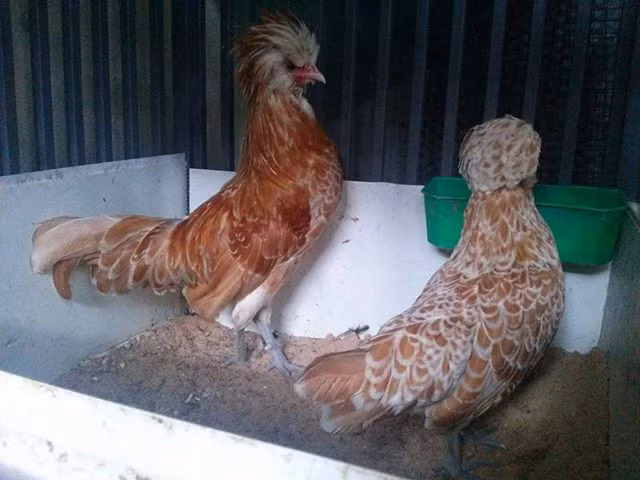 Tìm hiểu giống gà đẹp bậc nhất thế giới đang gây xôn xao Hà Nội ảnh 3