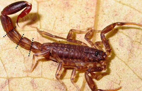 Khi đuôi không mọc trở lại, con bọ cạp không thể tống chất thải ra khỏi cơ thể. Ảnh: BBC index-7639-1431511437.png