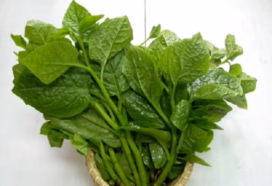 Công dụng của rau mồng tơi đối với sức khỏe