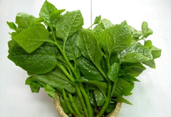 Mồng tơi rất giàu vitamin A, giúp tăng cường hệ thống miễn dịch, ngăn ngừa vi khuẩn và hỗ trợ xương chắc khỏe. Ảnh: Wikipedia. Công dụng của rau mồng tơi đối với sức khỏe