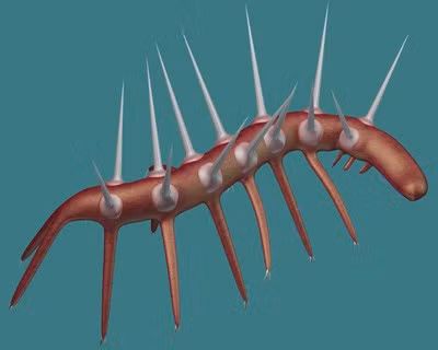 Phát khiếp họ hàng giun nhung tua tủa gai, 505 triệu tuổi ảnh 4