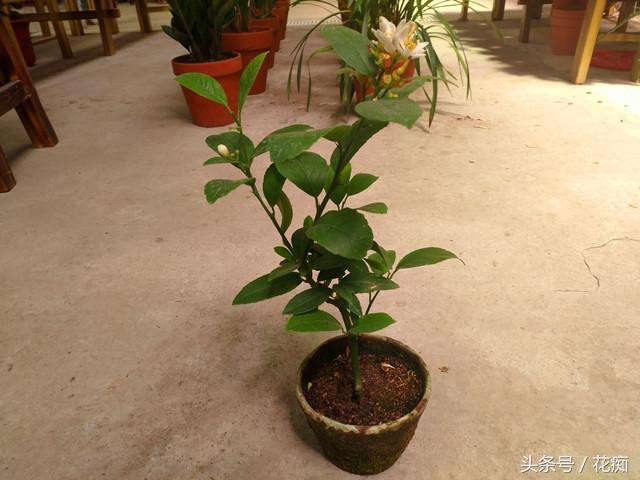 Chanh vốn dĩ không cần mua! Một quả chanh là có thể phát triển thành một “cây chanh vàng” ra trái quanh năm! ảnh 1