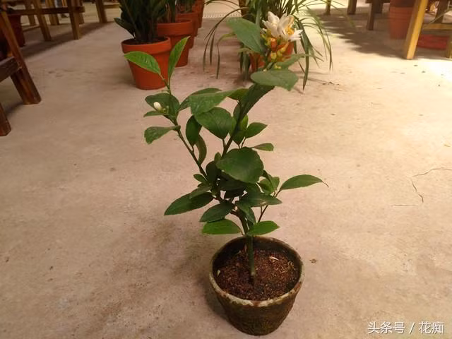 Chanh vốn dĩ không cần mua! Một quả chanh là có thể phát triển thành một “cây chanh vàng” ra trái quanh năm! ảnh 1