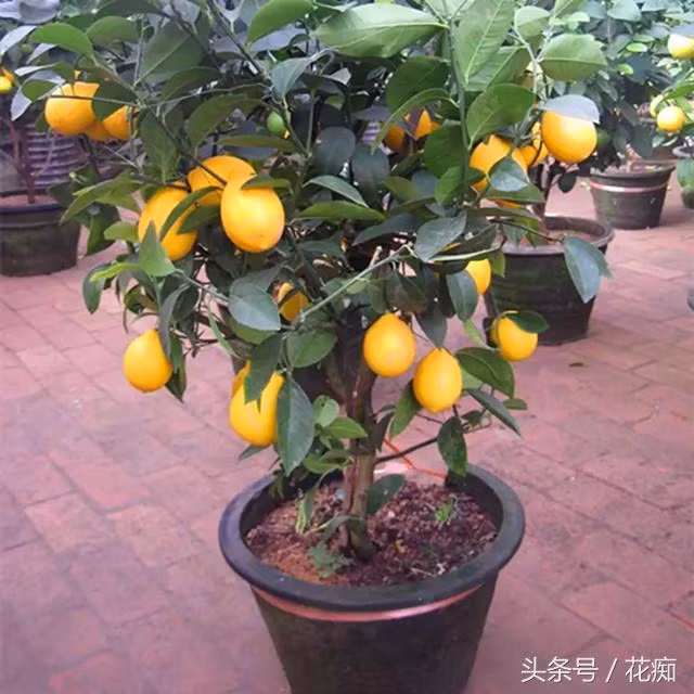 Chanh vốn dĩ không cần mua! Một quả chanh là có thể phát triển thành một “cây chanh vàng” ra trái quanh năm! ảnh 4