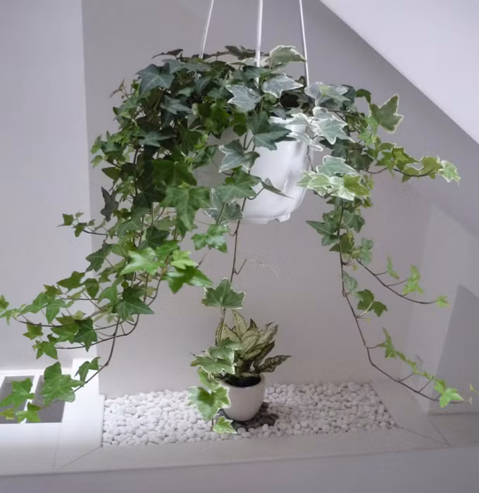 Muốn tránh xa xui xẻo trong nhà phải có một trong những loại cây này