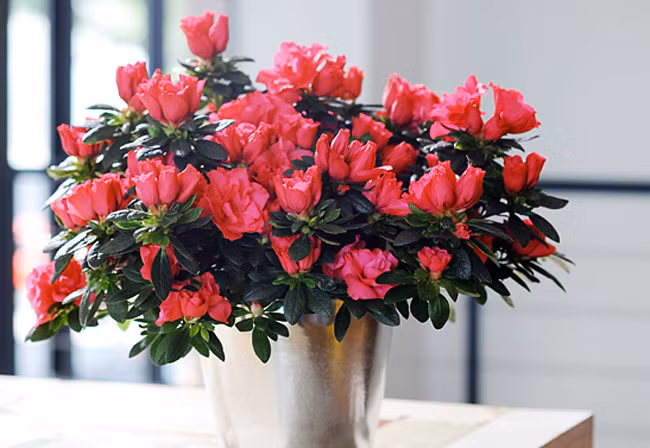 Muốn tránh xa xui xẻo trong nhà phải có một trong những loại cây này