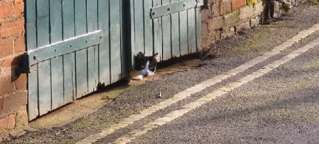 This Is The One Thing That People Never Understand About Cats