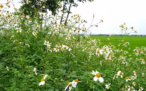 Hoa xuyến chi, "thần dược" núp bóng loài cây dại ven đường