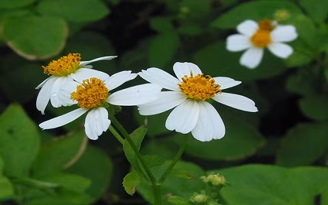 Hoa xuyến chi được dùng trong một số bài thuốc để chữa các bệnh nhiễm trùng đường hô hấp, viêm họng, viêm ruột thừa, viêm gan truyền nhiễm, viêm dạ dày – ruột, tiêu hóa kém, đau nhức xương khớp, sốt rét