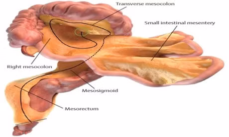 Nhung bo phan it duoc biet den nhat trong co the nguoi - Anh 1