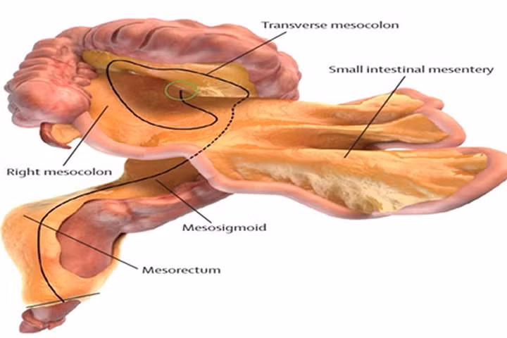 Những bộ phận ít được biết đến nhất trong cơ thể người