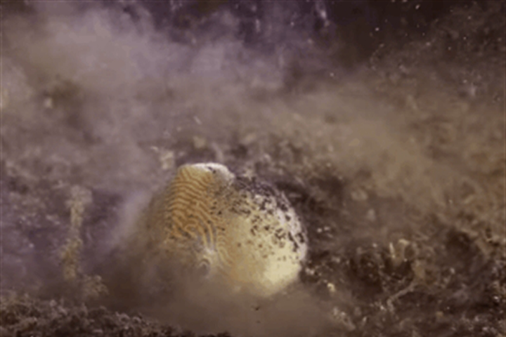 Sâu địa ngục và những pha săn mồi khiến bạn "đơ" vì "quá nhanh quá nguy hiểm"