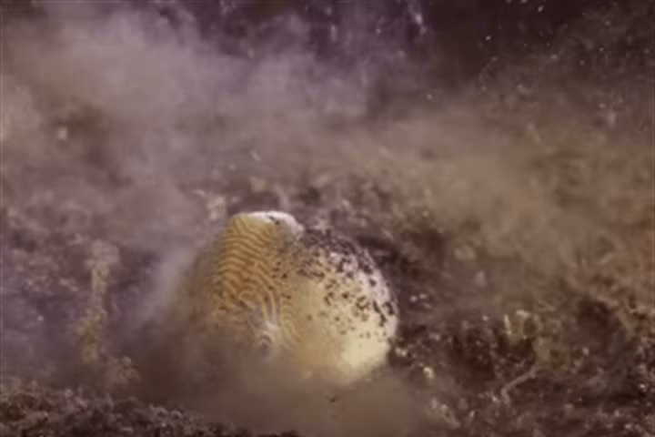 Sâu địa ngục và những pha săn mồi khiến bạn "đơ" vì "quá nhanh quá nguy hiểm"