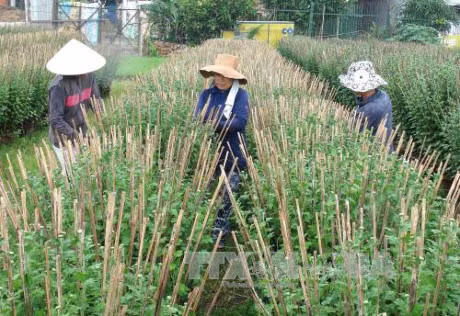 Mua trai mua, nong dan Khanh Hoa cang them khon don - Anh 1