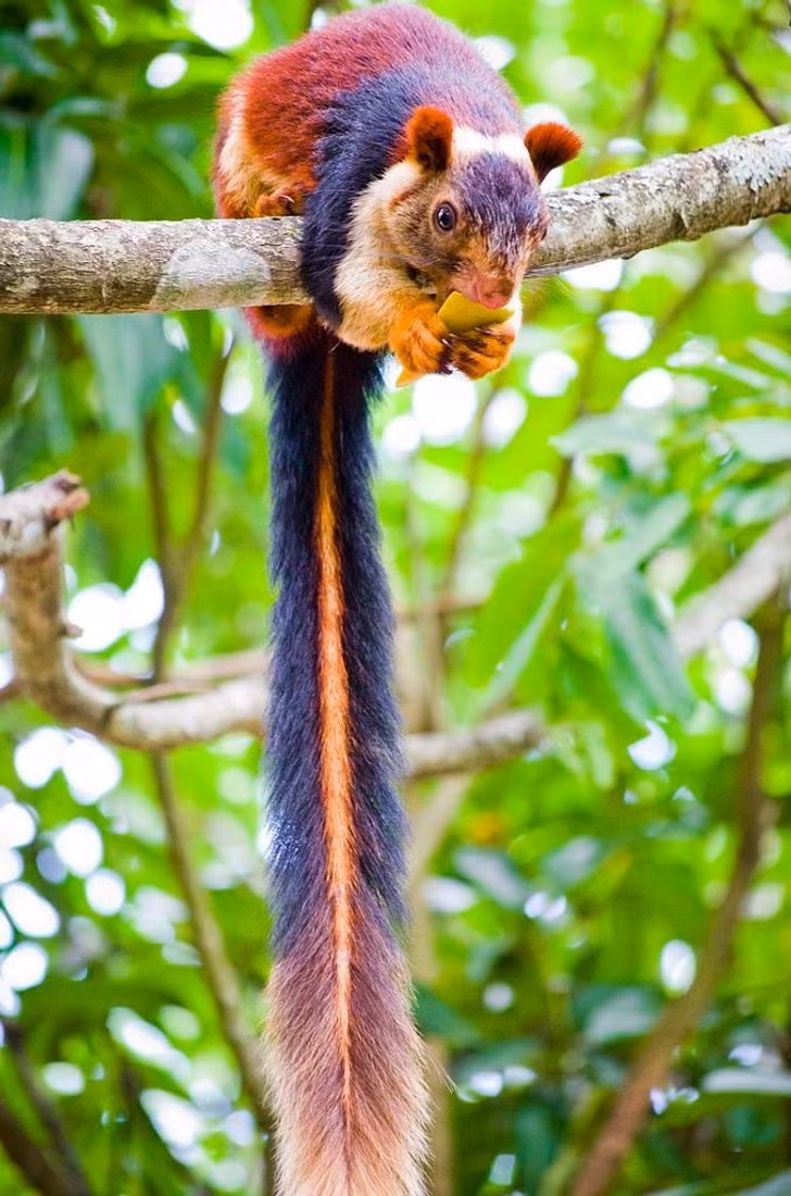 Con sóc khổng lồ Ấn Độ. Không giống như những con sóc bình thường, nó dự trữ nguồn thức ăn của mình trong các hốc ở ngọn cây.