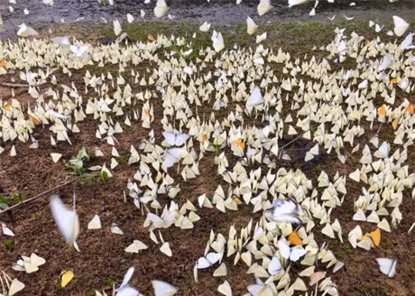 Chum anh buom trang bay rop troi o Cuc Phuong - Anh 5