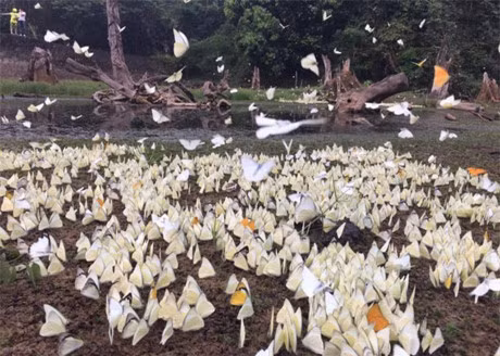 Chum anh buom trang bay rop troi o Cuc Phuong - Anh 6