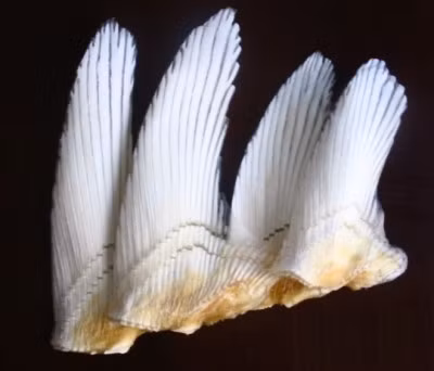 Nhung dieu khong tuong ve 4 mon an, thuc uong dat do nhat the gioi - Anh 8