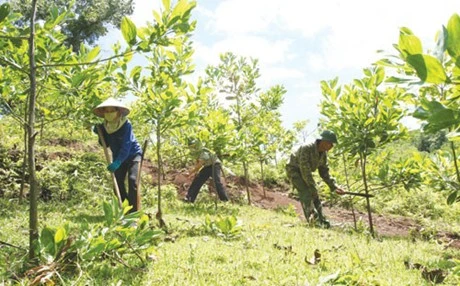 Kiểm soát chặt chẽ việc chuyển mục đích sử dụng đất lâm nghiệp